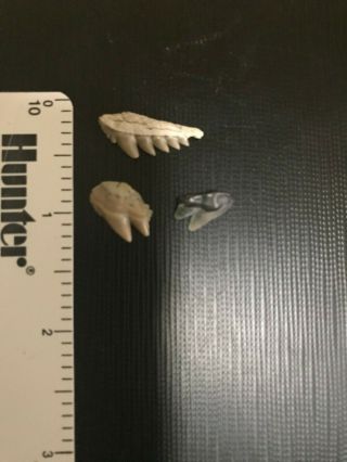 Lower Fossil Seven - Gilled Shark Teeth Lee Creek Mine Aurora,  Nc