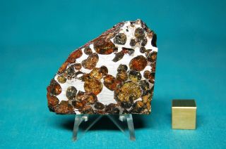Sericho Pallasite Meteorite 48.  4 Grams