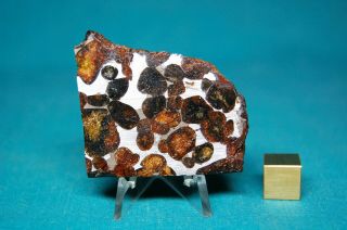 Sericho Pallasite Meteorite 40.  8 Grams