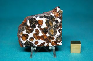 Sericho Pallasite meteorite 40.  8 grams 2