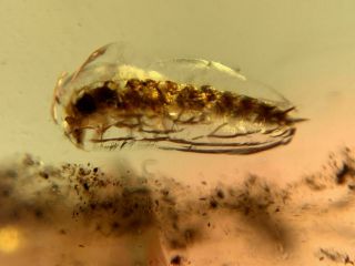 Uncommon Beetle Larvae Burmite Myanmar Burmese Amber Insect Fossil Dinosaur Age