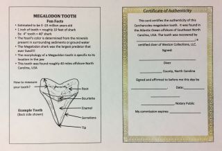 Notarized Certificate Of Authenticity For Extinct Megalodon Shark Tooth Fossil