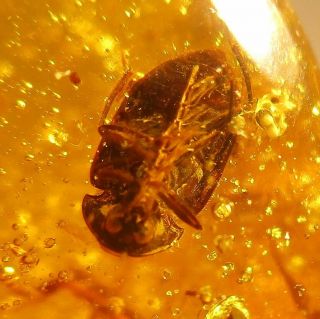 Ptilodactylidae " Toe - Winged " Beetle & Many Other Arthropods In Burmite Amber.