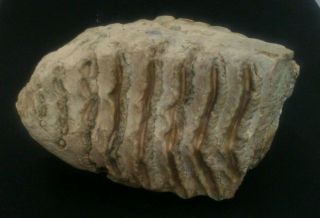 Large Fossilized Woolly Mammoth Molar Tooth,  12 Lb,  11 In.