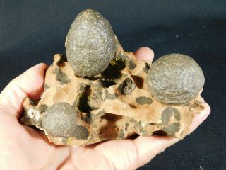 Three Moqui Marbles on a 100 Natural Navajo Sandstone Formation Utah 701gr e 2