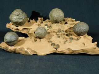 Five Moqui Marbles On A 100 Natural Navajo Sandstone Formation Utah 644gr E