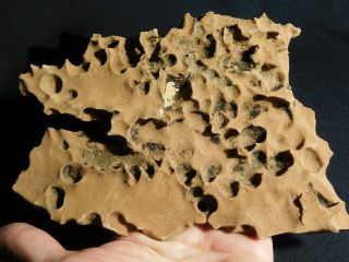 FIVE Moqui Marbles on a 100 Natural Navajo Sandstone Formation Utah 644gr e 4