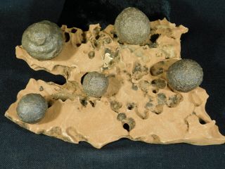 FIVE Moqui Marbles on a 100 Natural Navajo Sandstone Formation Utah 644gr e 5