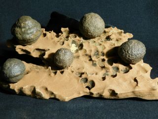 FIVE Moqui Marbles on a 100 Natural Navajo Sandstone Formation Utah 644gr e 8