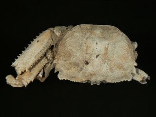 89.  3 Mm Male Fossil Crab,  “macrompthalus Latrielli” From Queensland