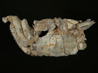 89.  3 mm MALE FOSSIL CRAB,  “macrompthalus latrielli” FROM QUEENSLAND 2