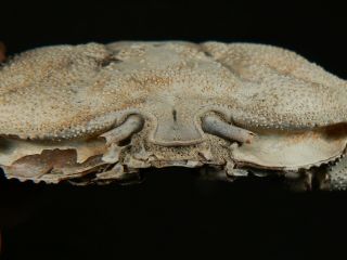 89.  3 mm MALE FOSSIL CRAB,  “macrompthalus latrielli” FROM QUEENSLAND 3