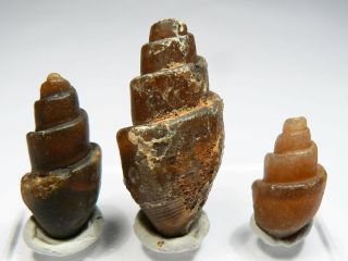 3 X Agatized Fossil Gastropod Shells From Morocco