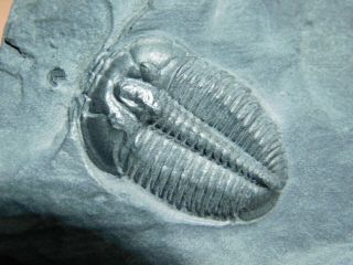 A Small 100 Natural Cambrian Era Elrathia Trilobite Fossil From Utah 158gr B E