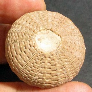 28mm Brown Gray White Natural Indonesia Echinoid Fossil Sea Urchin Jurassic Age