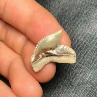 Gem 0.  88 " Bone Valley Tiger Shark Tooth Teeth Fossil Sharks Necklace Megalodon