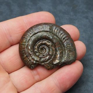 51mm Hildoceras Ammonite Pyrite Mineral Fossil Fossilien Ammoniten France