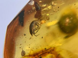 Unknown Beetle&feces Burmite Myanmar Burmese Amber Insect Fossil Dinosaur Age