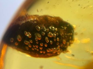 Unknown Plant With Many Bubbles Burmite Myanmar Amber Insect Fossil Dinosaur Age