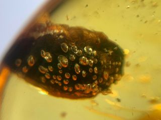 unknown plant with many bubbles Burmite Myanmar Amber insect fossil dinosaur age 2