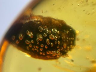 unknown plant with many bubbles Burmite Myanmar Amber insect fossil dinosaur age 3
