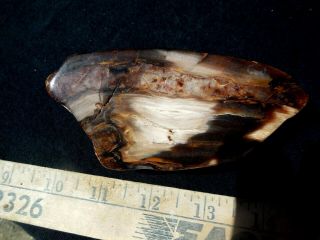 Polished Petrified Wood Display Specimen Wood Lines And Coloring