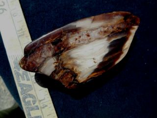POLISHED PETRIFIED WOOD DISPLAY SPECIMEN WOOD LINES AND COLORING 2