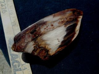 POLISHED PETRIFIED WOOD DISPLAY SPECIMEN WOOD LINES AND COLORING 3
