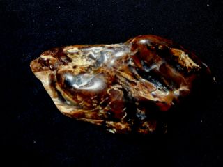 POLISHED PETRIFIED WOOD DISPLAY SPECIMEN WOOD LINES AND COLORING 4