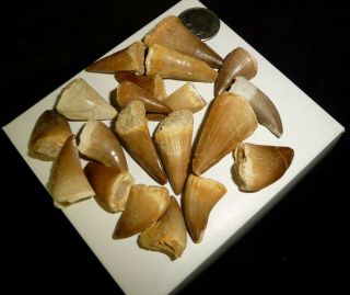 Mosasaur Teeth Fossil Specimens Africa 50 grams Dino 2