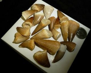 Mosasaur Teeth Fossil Specimens Africa 50 grams Dino 3