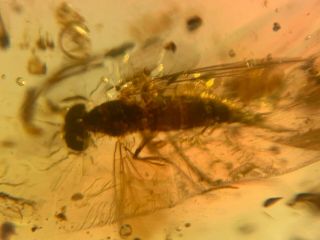 Big Diptera Fly Bug Burmite Myanmar Burmese Amber Insect Fossil Dinosaur Age