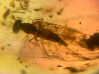 big Diptera fly bug Burmite Myanmar Burmese Amber insect fossil dinosaur age 4