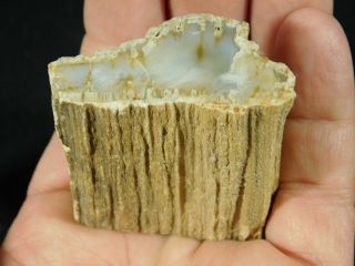 Perfect Bark on This Polished Petrified Wood Fossil Circle Cliffs Utah 95.  1gr e 3