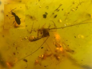 Unknown Bug&small Beetle Burmite Myanmar Burma Amber Insect Fossil Dinosaur Age