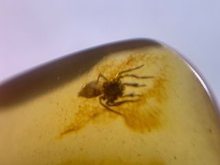 Unique Spider&small Fly Burmite Myanmar Burmese Amber Insect Fossil Dinosaur Age