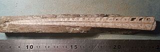 Fine complete 16cm cut/polished Orthoceras sp. ,  Middle Ordovician of Sweden 3