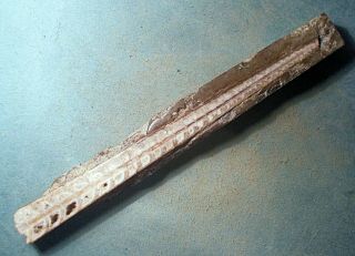 Fine complete 16cm cut/polished Orthoceras sp. ,  Middle Ordovician of Sweden 4