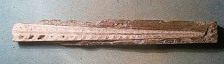 Fine complete 16cm cut/polished Orthoceras sp. ,  Middle Ordovician of Sweden 5