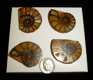 Ammonite Fossil Pairs 36 Grams Dino