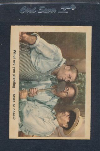 1959 Fleer Three Stooges 069 What Are You Planting - Roses Or Noses? Ex 12