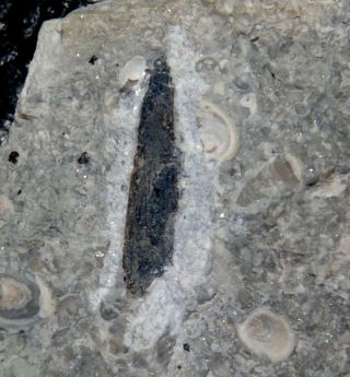 Silurian Fossil Fish Fin Spine
