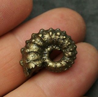 22mm Ammonite Kosmoceras Pyrite Fossils Ryazan Russia Fossilien Pendant