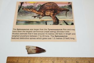 Spinosaurus Tooth 2 " Teeth Dinosaur Fossil T Rex Era Cretaceous Pn18