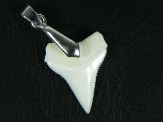 Modern Oceanic White Tip Great Shark Tooth Teeth Silver Plated Necklace Pendant