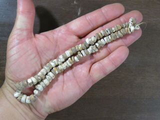 16 In.  Mississippian Necklace,  Marine Shell Beads,  Jackson Co.  Alabama X Beutell