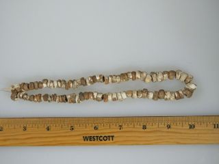 16 in.  Mississippian necklace,  marine shell beads,  Jackson Co.  Alabama x Beutell 2