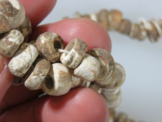 16 in.  Mississippian necklace,  marine shell beads,  Jackson Co.  Alabama x Beutell 5