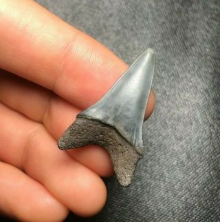 Sharp 1.  32 " Mako Shark Tooth Teeth Fossil Sharks Necklace Jaws Megalodon Meg