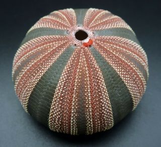 Highly Selected Mespilia Globulus 44.  6 Mm Philippines Sea Urchin